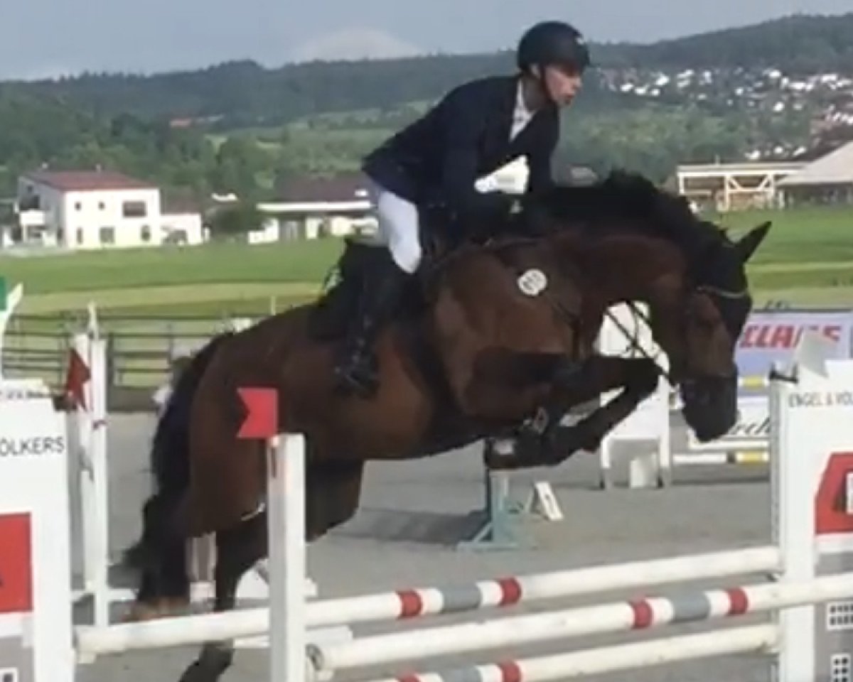 Springpferd Amancai (Württemberger, 2010, von Araconit)