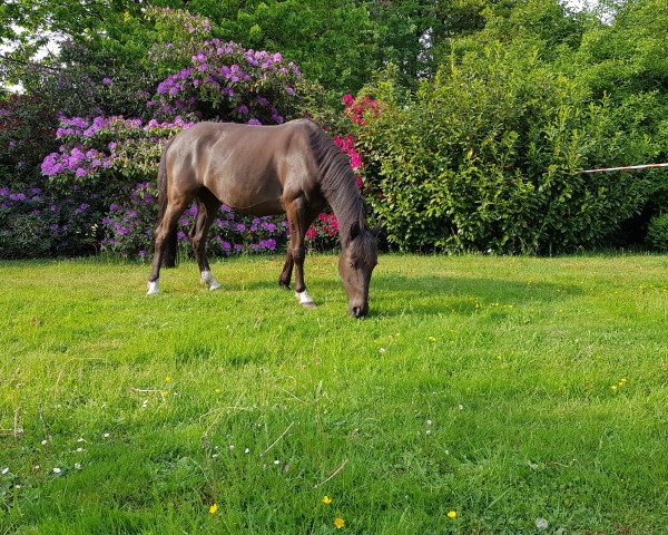 dressage horse Vroni (German Riding Pony, 2010)