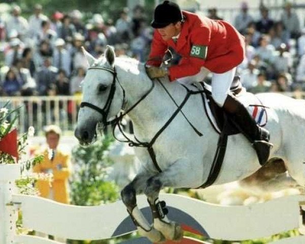 stallion Olympic Treffer (Dutch Warmblood, 1977, from Abgar xx)