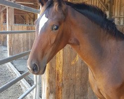 dressage horse Total Tornado (Württemberger, 2018, from Total Spezial)