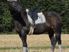 broodmare Elina HS (Württemberger, 2003, from Epikur)