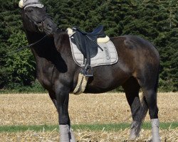 dressage horse Elina HS (Württemberger, 2003, from Epikur)