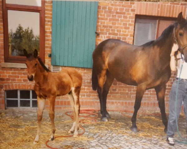 Pferd Vasco (Hannoveraner, 1994, von Varus)