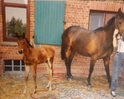 horse Vasco (Hanoverian, 1994, from Varus)