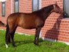 broodmare Wie Liebe (Hanoverian, 2002, from Wolkenstein II)