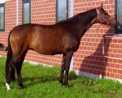 broodmare Wie Liebe (Hanoverian, 2002, from Wolkenstein II)