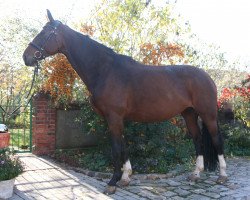 dressage horse Dalanda (Hanoverian, 2006, from Danone 4)