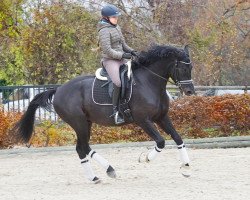 dressage horse More Magic (Oldenburg, 2017, from E.H. Millennium)