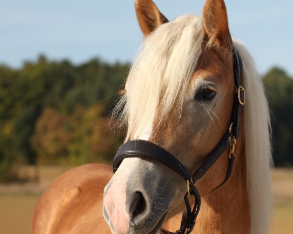 dressage horse Dakota (Haflinger, 2017, from Amore Mio)