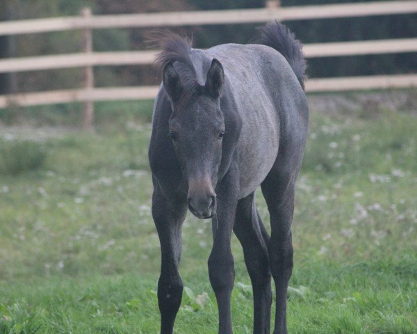 dressage horse Spirit kom Heda (Rhinelander, 2017, from San Heinrich)