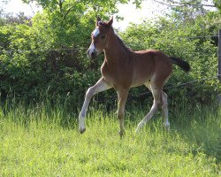 dressage horse Flammenwahrer (Hanoverian, 2017, from Tannenhof's Fahrenheit)