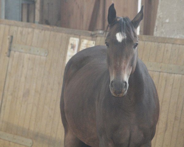 broodmare Parina (Mecklenburg, 2005, from Panduros)