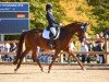 dressage horse Frieda Gold 12 (Hanoverian, 2010, from Fürst Nymphenburg)