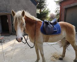 Pferd Solvento (Haflinger, 2011, von liz. 410/T Sevruga)