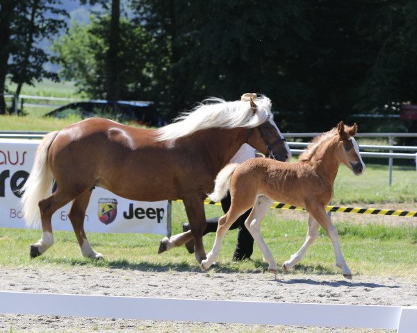 horse Pepsi (Black Forest Horse, 2019, from Roter Milan)