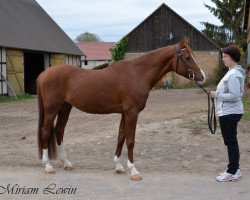 stallion Osborne ox (Arabian thoroughbred, 2003, from Ijanas Ibn Inshass ox)