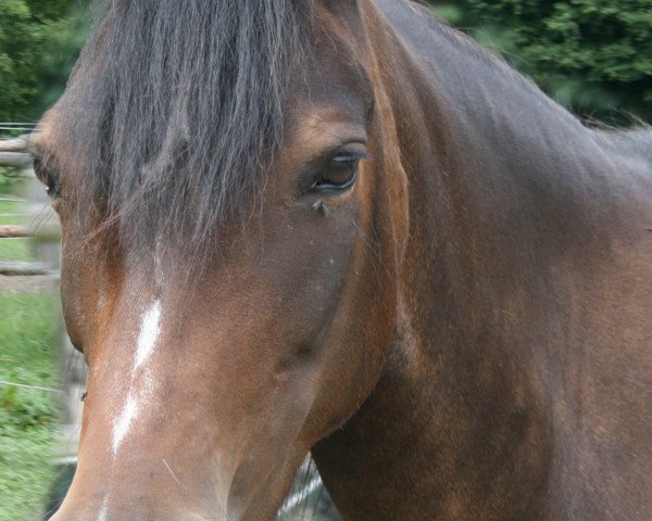 Dressurpferd Lena 496 (Pony ohne Rassebezeichnung, 1998)