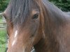 dressage horse Lena 496 (Pony without race description, 1998)