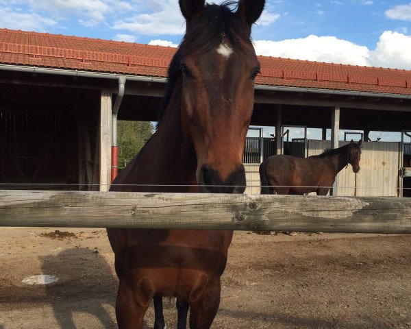 dressage horse Didi-Express (Hanoverian, 2004, from Dressage Royal)