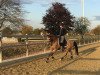 dressage horse Percy B (German Riding Pony, 2012, from Perseus B)