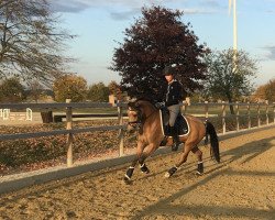 dressage horse Percy B (German Riding Pony, 2012, from Perseus B)