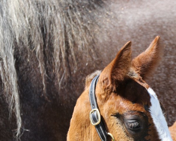 horse Elodie (Black Forest Horse, 2019, from Roter Milan)