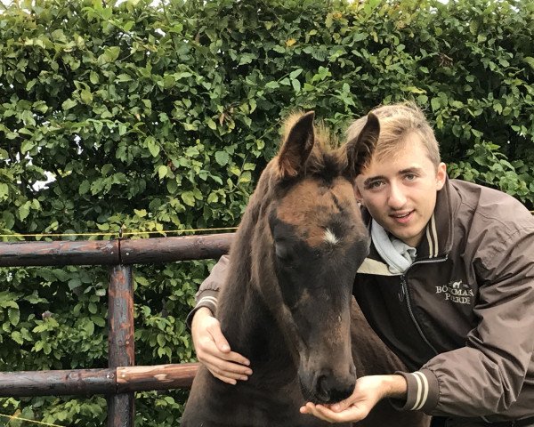 dressage horse Quanti 4 (Hanoverian, 2017, from Quantensprung 3)