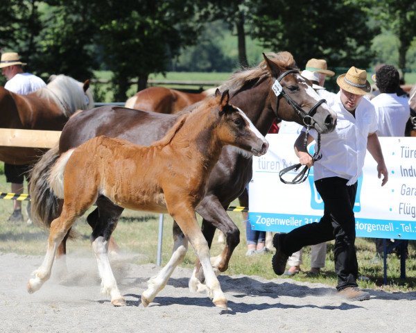 horse Robin (Black Forest Horse, 2019, from Roter Milan)