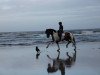 dressage horse Ballustree Bualadh Bos (Irish Sport Horse, 2004, from Ard Ohio)