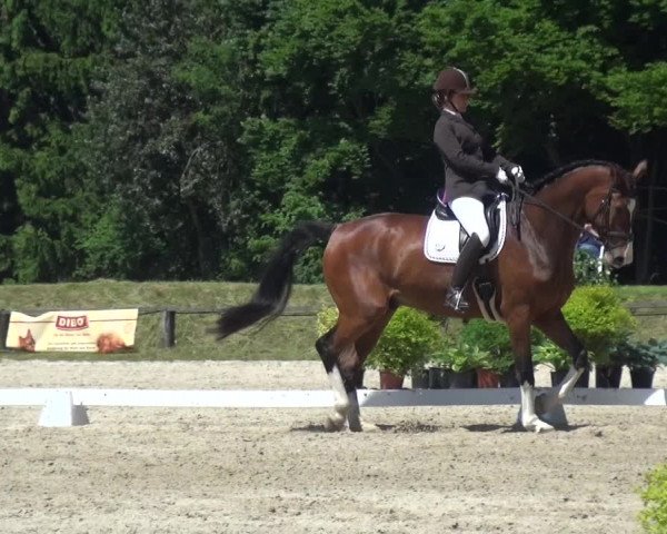 Reitturnier Burscheid-Paffenlöh 2017