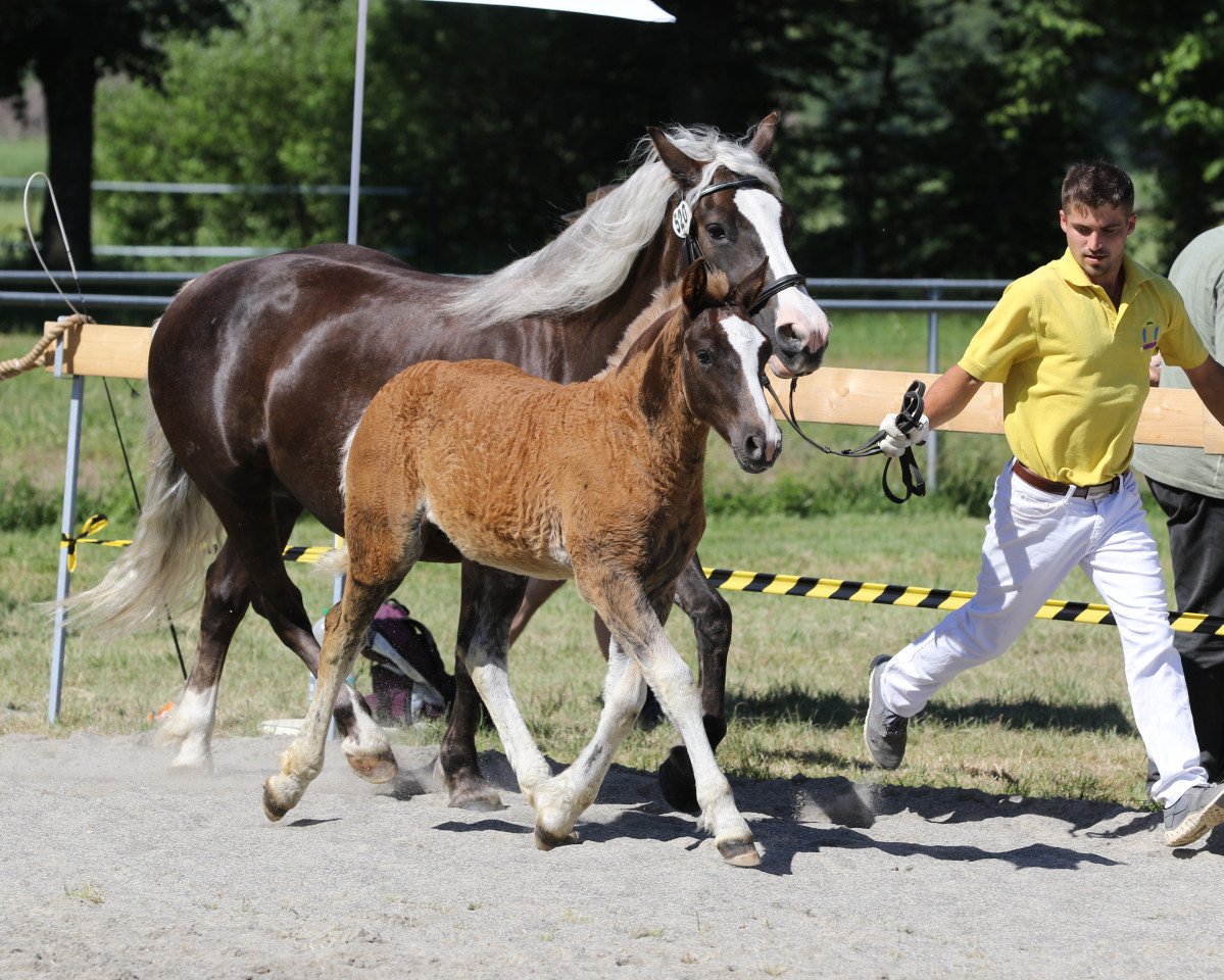 Pferd Raffaello Eraldo (Schwarzwälder Kaltblut, 2019, von Roter Milan)
