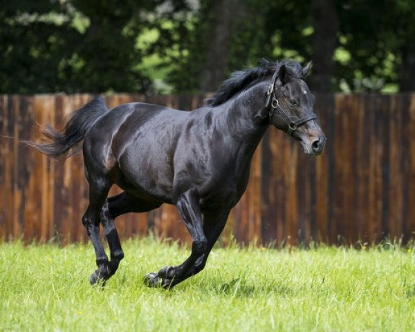 stallion Wootton Bassett xx (Thoroughbred, 2008, from Iffraaj xx)