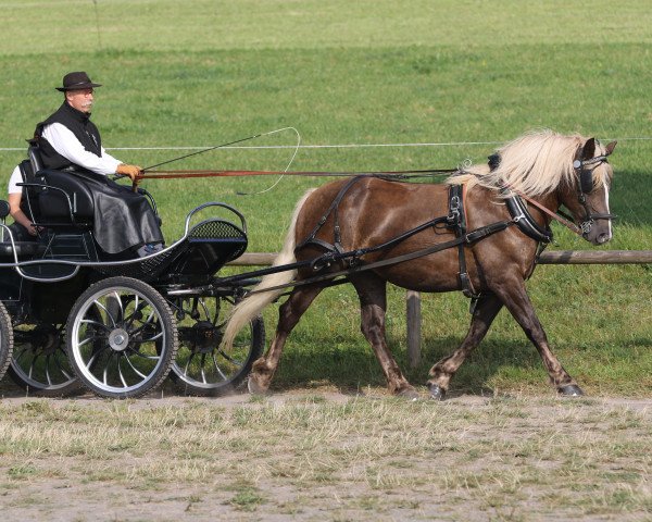 broodmare Hilda (Black Forest Horse, 2016, from Roter Milan)