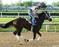 horse Much Better xx (Thoroughbred, 2016, from Pioneerof The Nile xx)