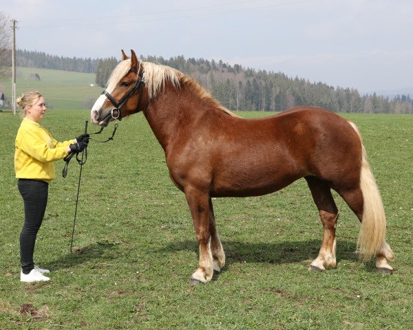 Zuchtstute Philina (Schwarzwälder Kaltblut, 2016, von Roter Milan)