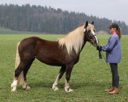 broodmare Amira (Black Forest Horse, 2016, from Roter Milan)