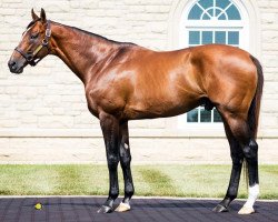 Deckhengst Mucho Macho Man xx (Englisches Vollblut, 2008, von Macho Again xx)