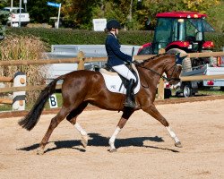 dressage horse Dorina (Hanoverian, 2012, from De Niro)