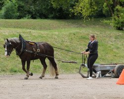 broodmare Franka Ravena S (Black Forest Horse, 2016, from Roter Milan)