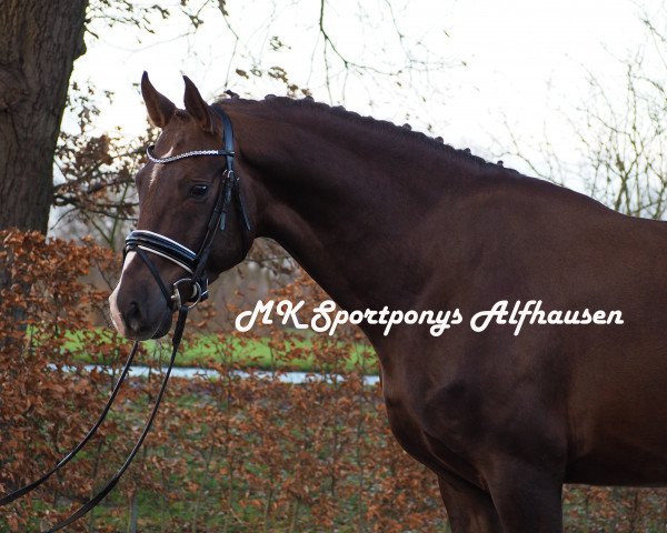 dressage horse Fürst Fernando 9 (Hanoverian, 2012, from Fürst Romancier)
