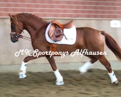 dressage horse Django (Westphalian, 2015, from Dimension AT NRW)