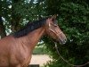 dressage horse Friendly Girl Gt (Hanoverian, 2012, from Tannenhof's Fahrenheit)