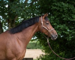 dressage horse Friendly Girl Gt (Hanoverian, 2012, from Tannenhof's Fahrenheit)