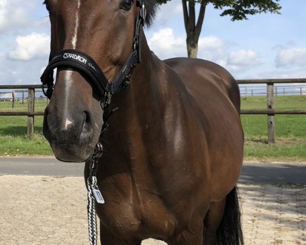 dressage horse Dark Knight 7 (Oldenburg, 2013, from Daily Deal)