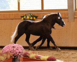 horse Roter Rebell (Black Forest Horse, 2016, from Roter Milan)