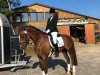 dressage horse Soleil Dête H (Hanoverian, 2013, from Savoy)