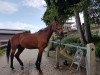 dressage horse Waldemar 19 (Bavarian, 1995, from Waldgraf)