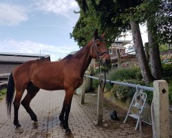 dressage horse Waldemar 19 (Bavarian, 1995, from Waldgraf)