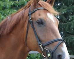 dressage horse Fritz 632 (Westphalian, 2006, from Fürst Piccolo)