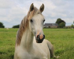 Zuchtstute Steverheides Damira (Deutsches Reitpony, 2019, von Dance Away 3)